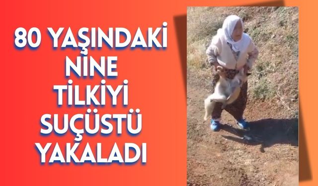 80 Yaşındaki Nine Tilkiyi Suçüstü Yakaladı